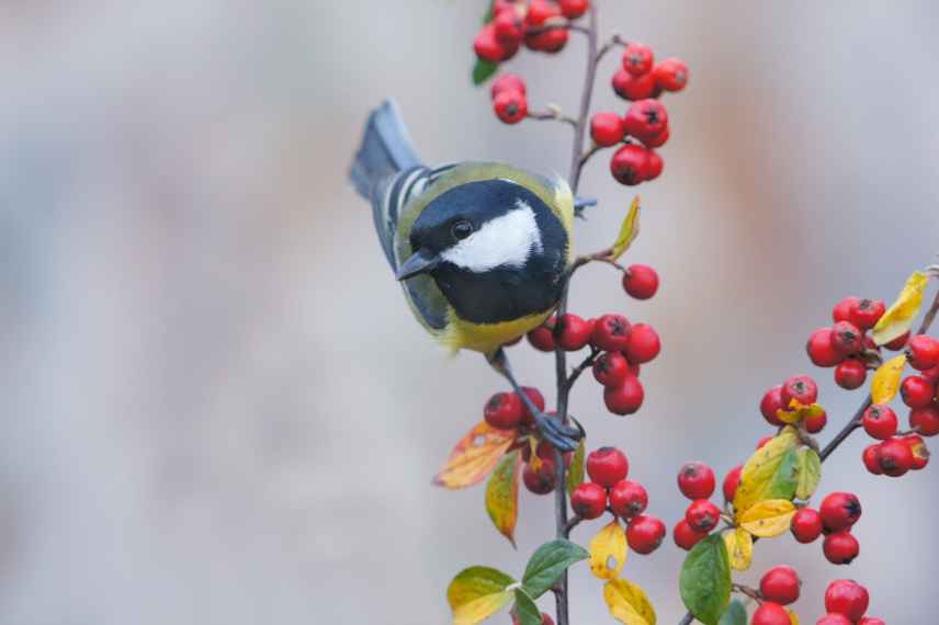 baies de cotoneaster pour les oiseaux 