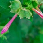 Comment entretenir un Cuphea pour le garder fleuri longtemps ?