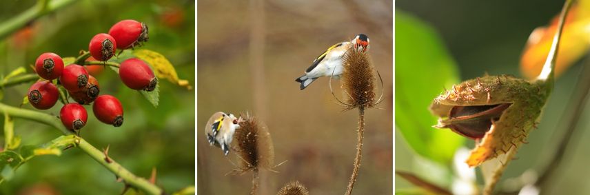 Fruits comestibles pour les oiseaux du jardin