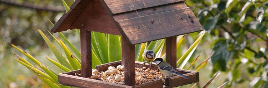 alimentation graines pour oiseaux par especes