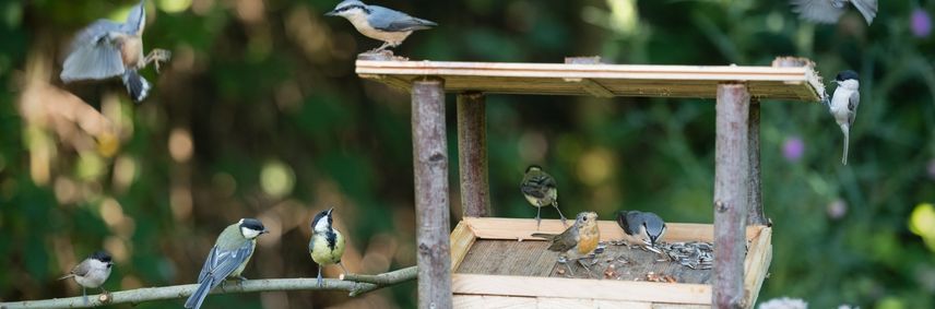 graines pour oiseaux comment choisir