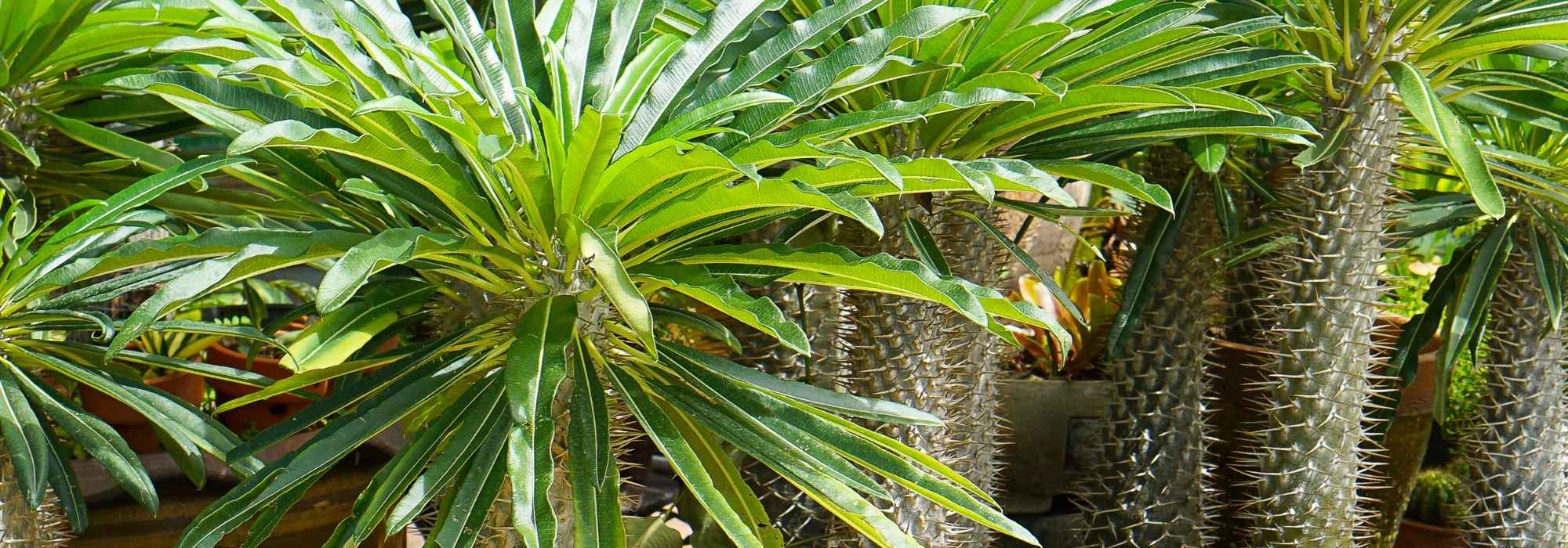 Comment entretenir un palmier de Madagascar en intérieur ?