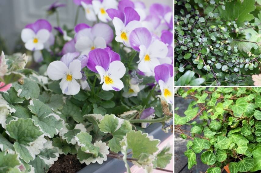 quelles plantes avec pensees dans jardiniere automnale