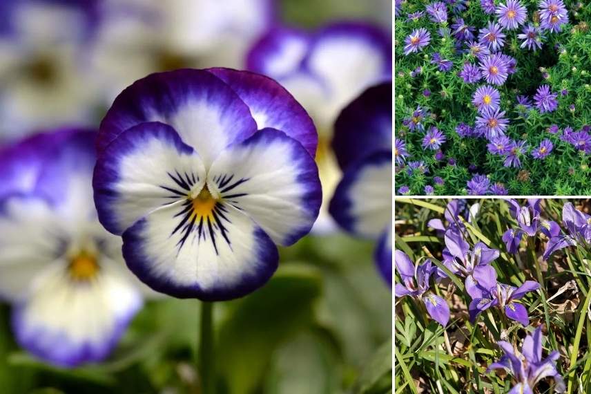 idees pour jardiniere automnale avec pensees