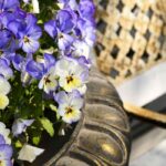 Comment garder de belles pensées en jardinière tout l’hiver ? 