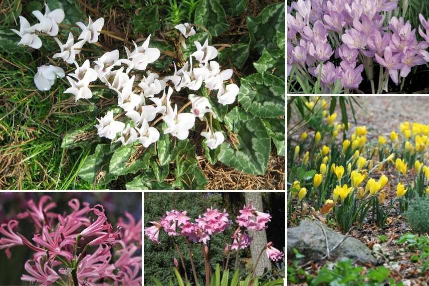 bulbes fleuris en automne