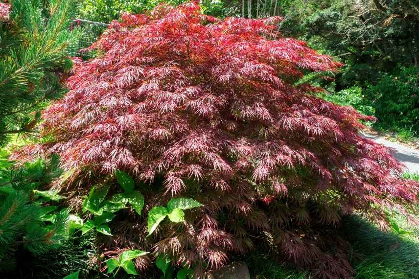erable du japon tolerant le soleil