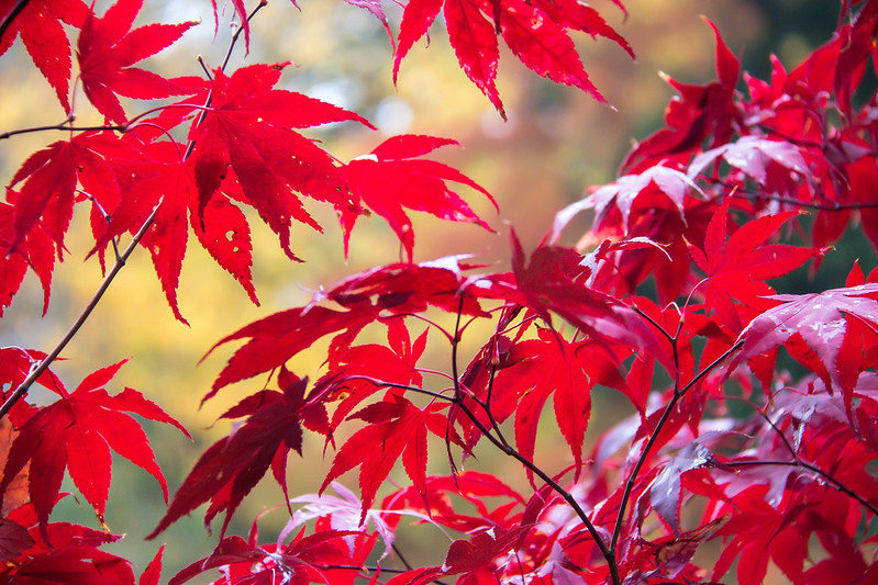 erable du Japon pour expo soleil