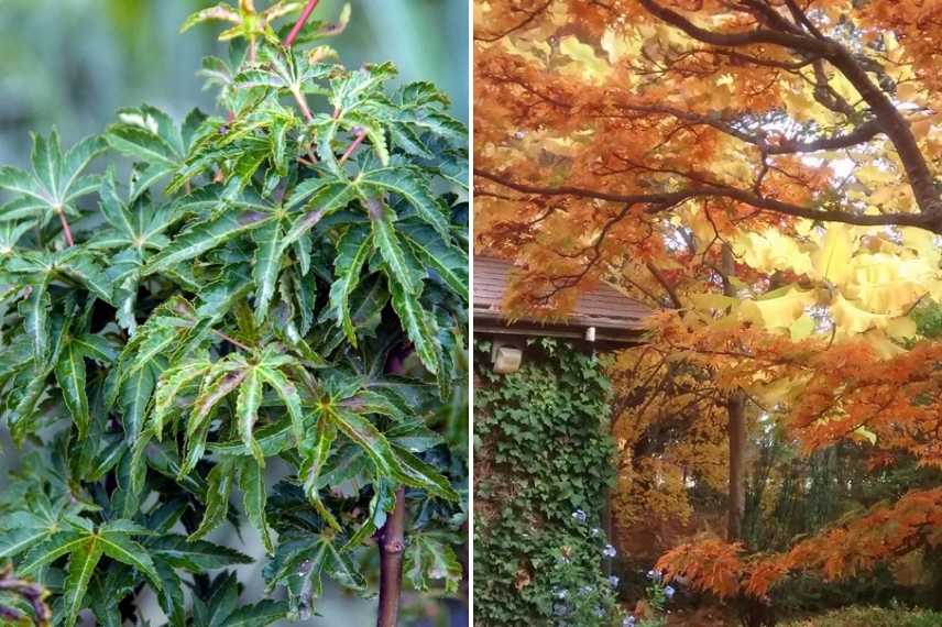 erable du japon tolerant le soleil