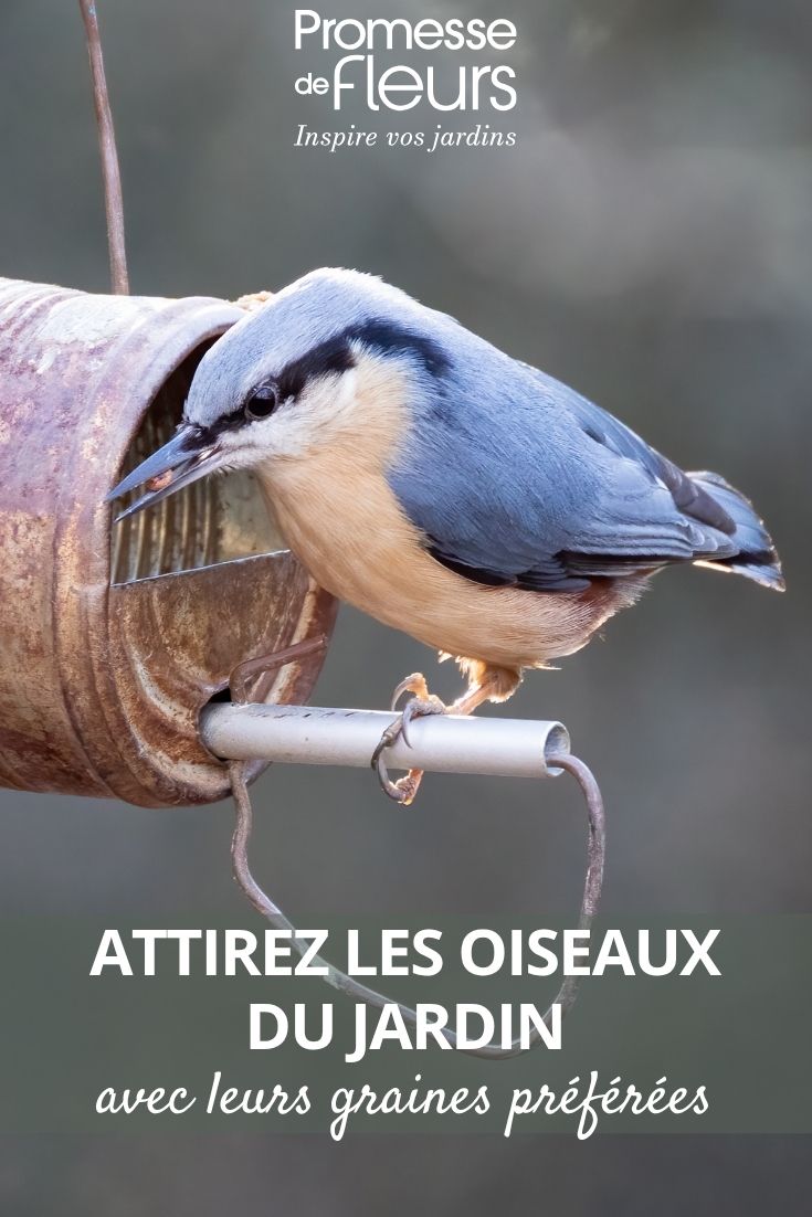 oiseau graine