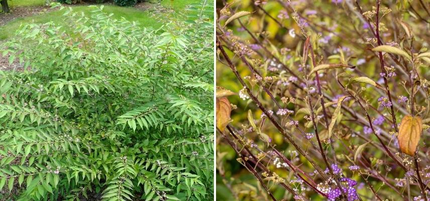 feuillage et baies de Callicarpa dichotoma Issai