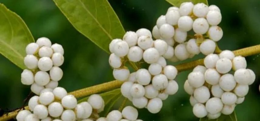 baies blanches Callicarpa dichotoma ‘Albibacca’