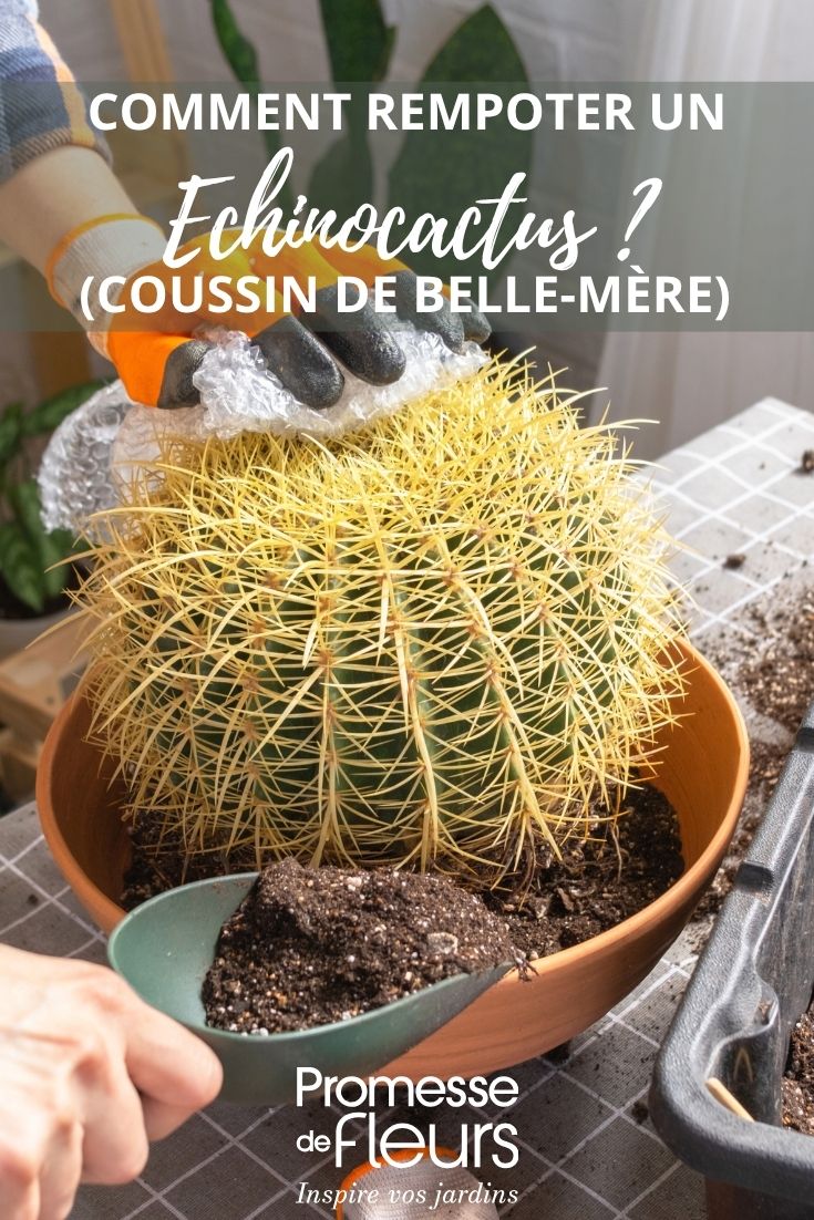 rempotage d'un Echinocactus
