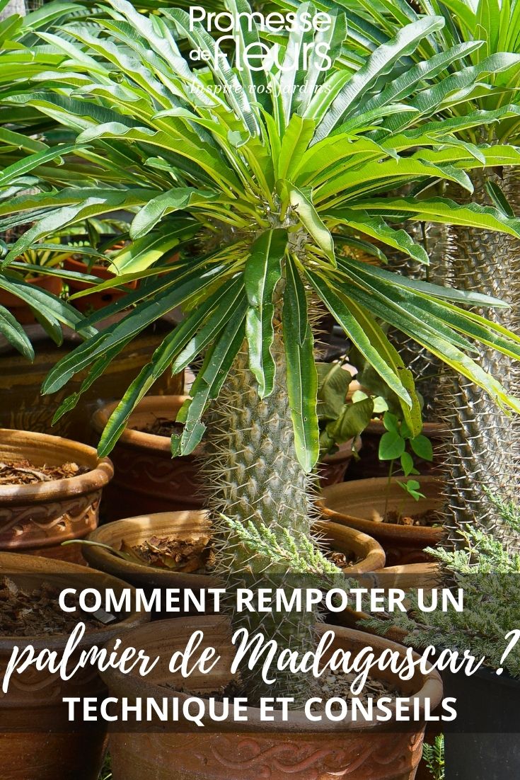 plamier de madagascar en pot