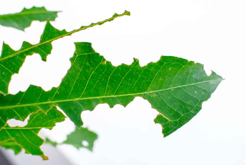 feuilles mortes abîmées : peut-on les composter ? 