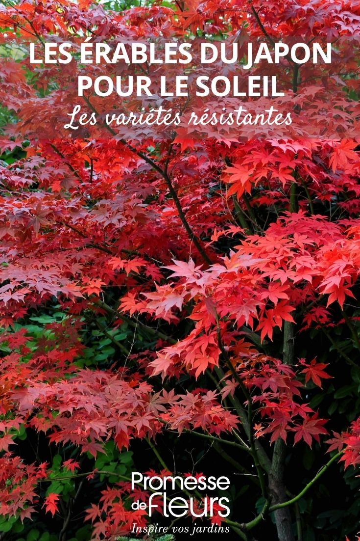 acer palmatum Bloodgood