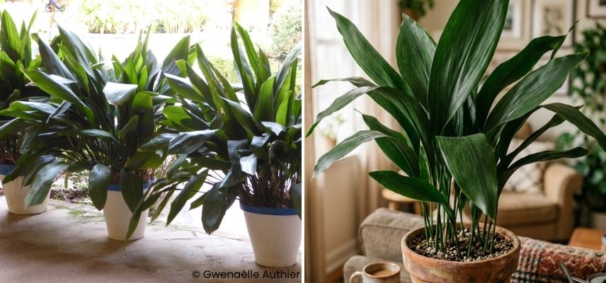 plante increvable