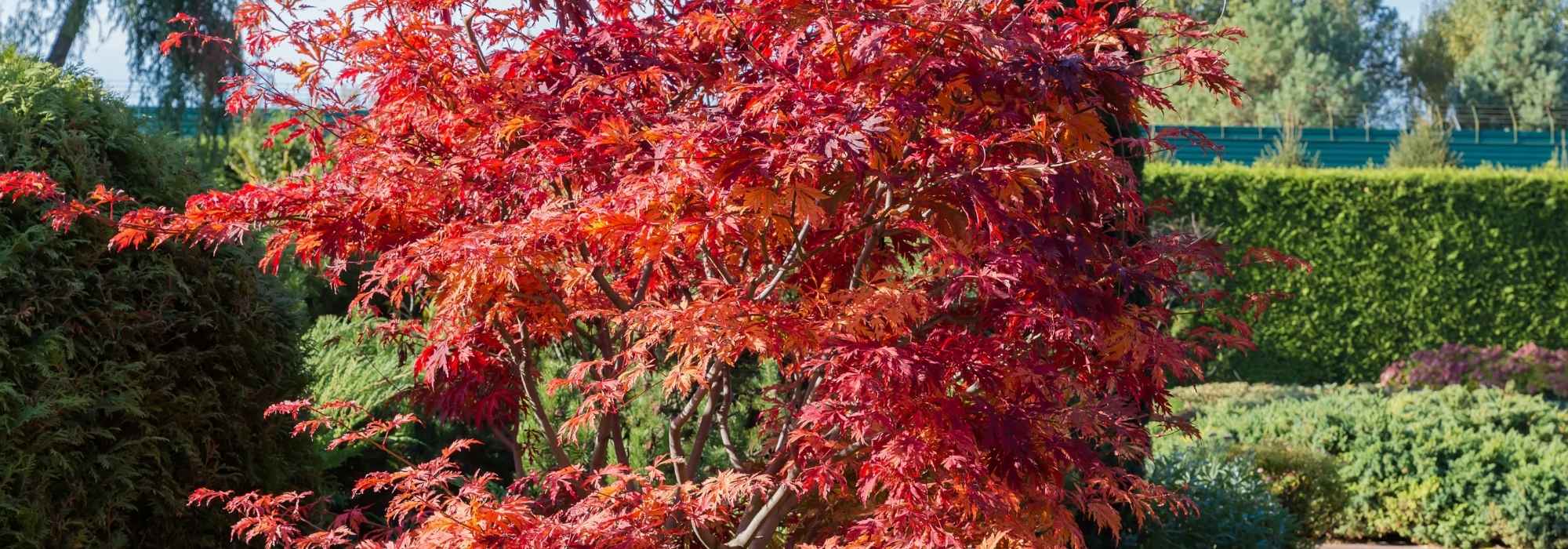 Quels érables du Japon supportent le soleil ?