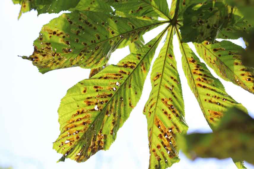 feuilles mortes : lesquelles garder ? lesquelles jeter ?