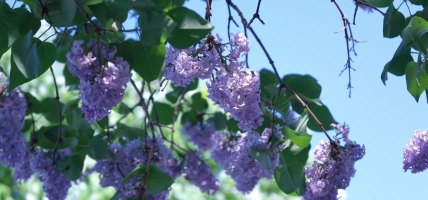 plante de grand-mere