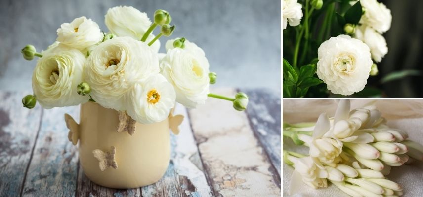 renoncule blanche bouquet association
