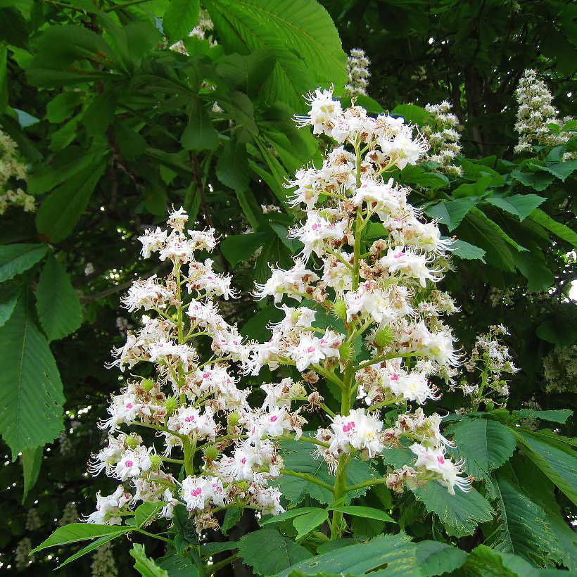Aesculus - Marronniers