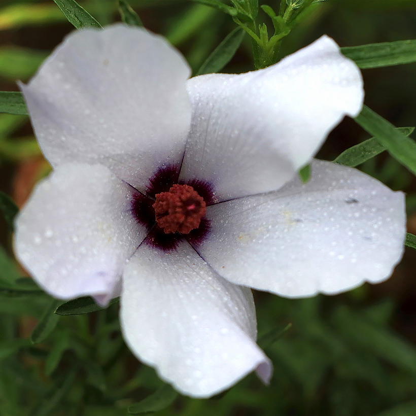 Alyogyne - Hibiscus bleus