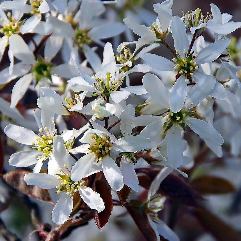 Amelanchier - Amélanchiers