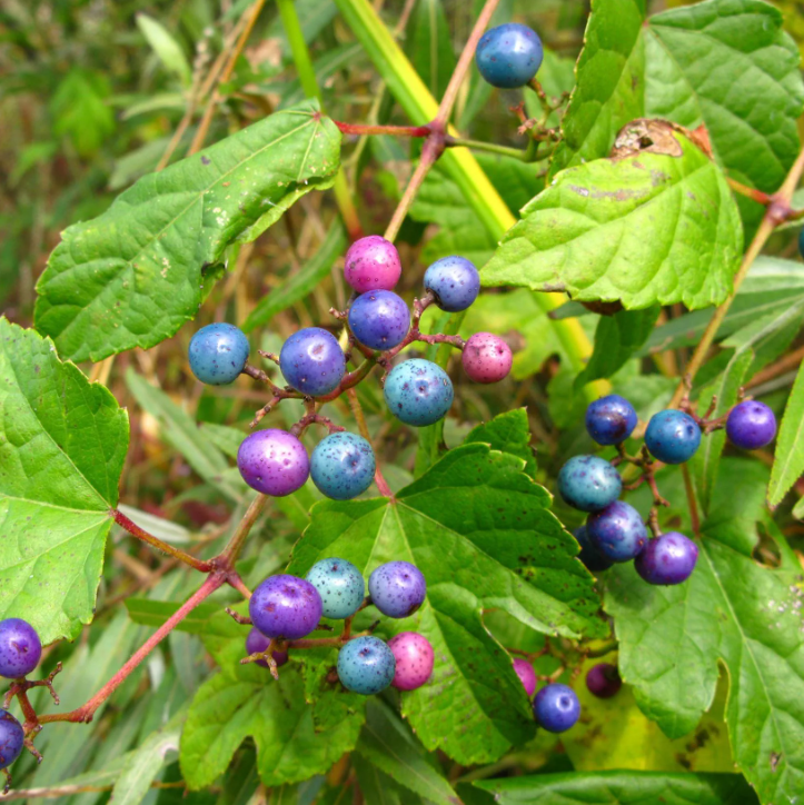 Ampelopsis - Vignes vierges