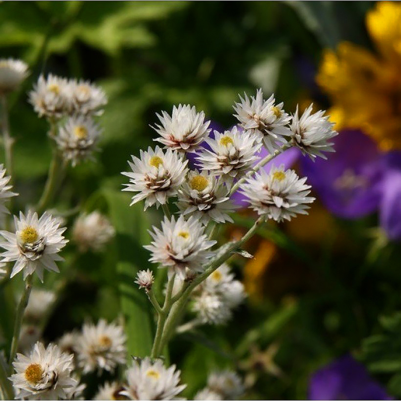 Anaphalis - Immortelles d'argent