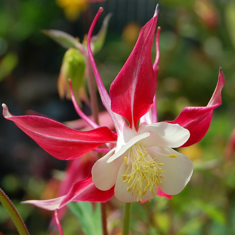 Aquilegia - Ancolies