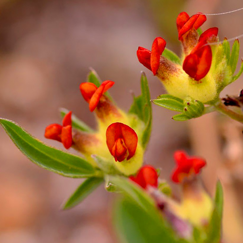 Anthyllis - Anthyllides, vulnéraires