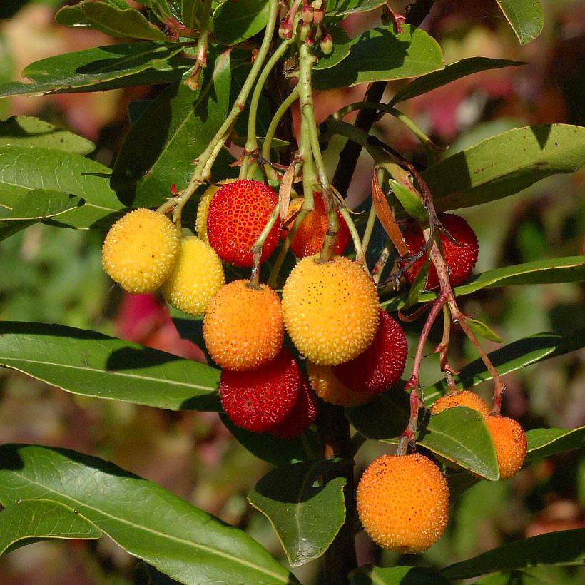 Arbutus - Arbousiers