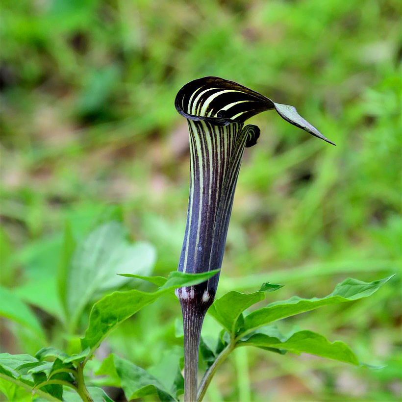 Arisaema - Plantes-cobra