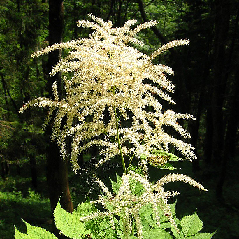 Aruncus - Barbe-de-bouc