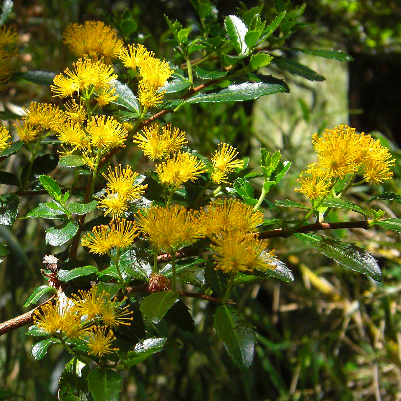 Azara - Mimosas du Chili