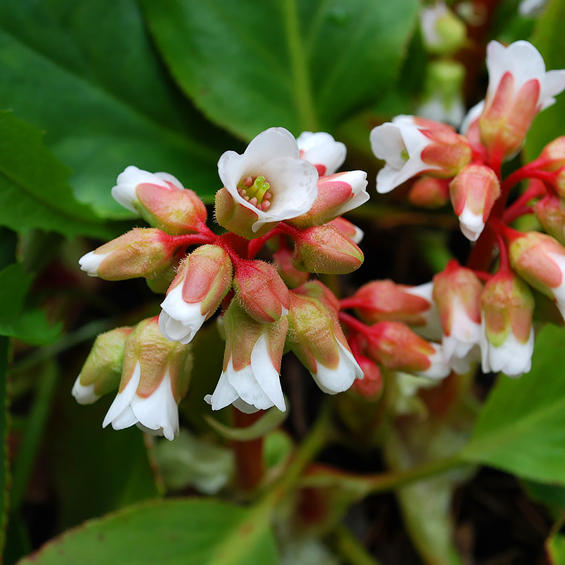 Bergenia - Plantes du savetier