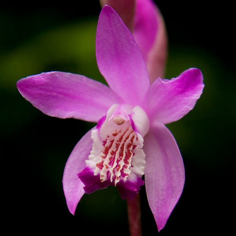 Bletilla - Orchidées jacinthes