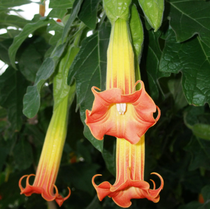 Brugmansia - Trompettes des anges