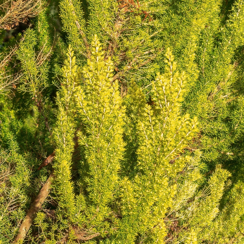 Bruyères à feuillage doré