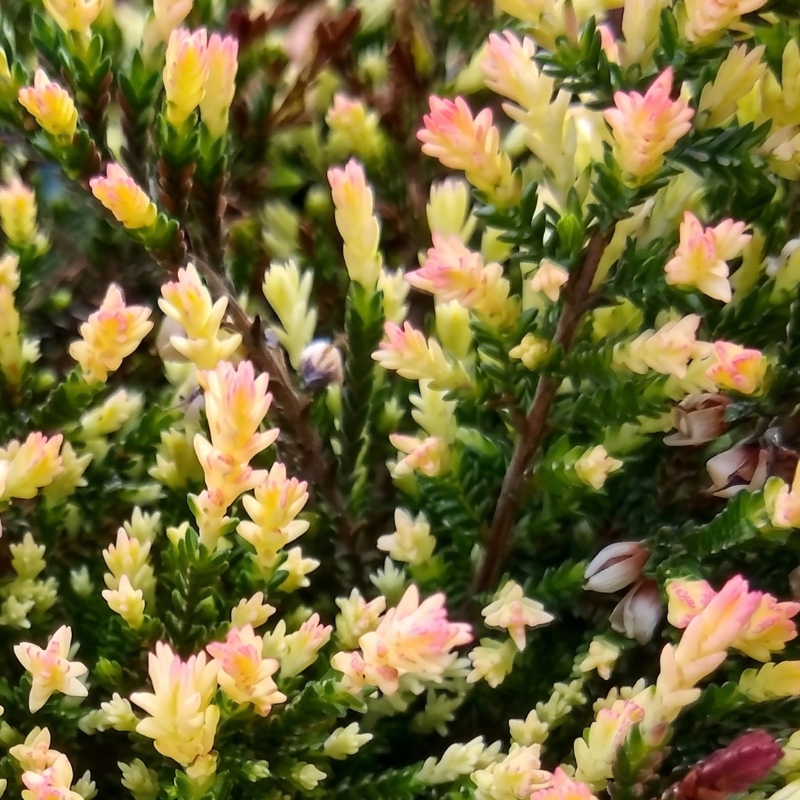 Bruyères à feuillage panaché