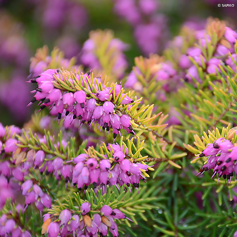 Bruyères - Erica, Calluna