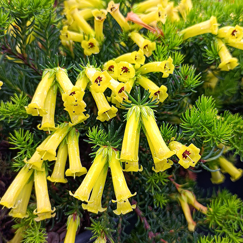 Bruyères - Erica, Calluna