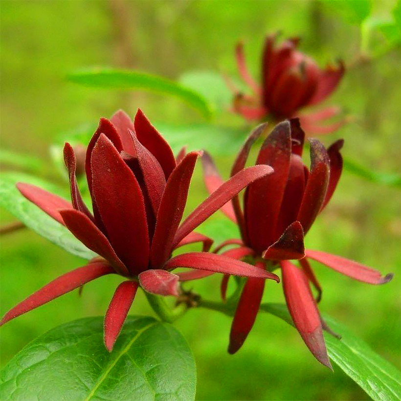Calycanthus - Arbres aux anémones