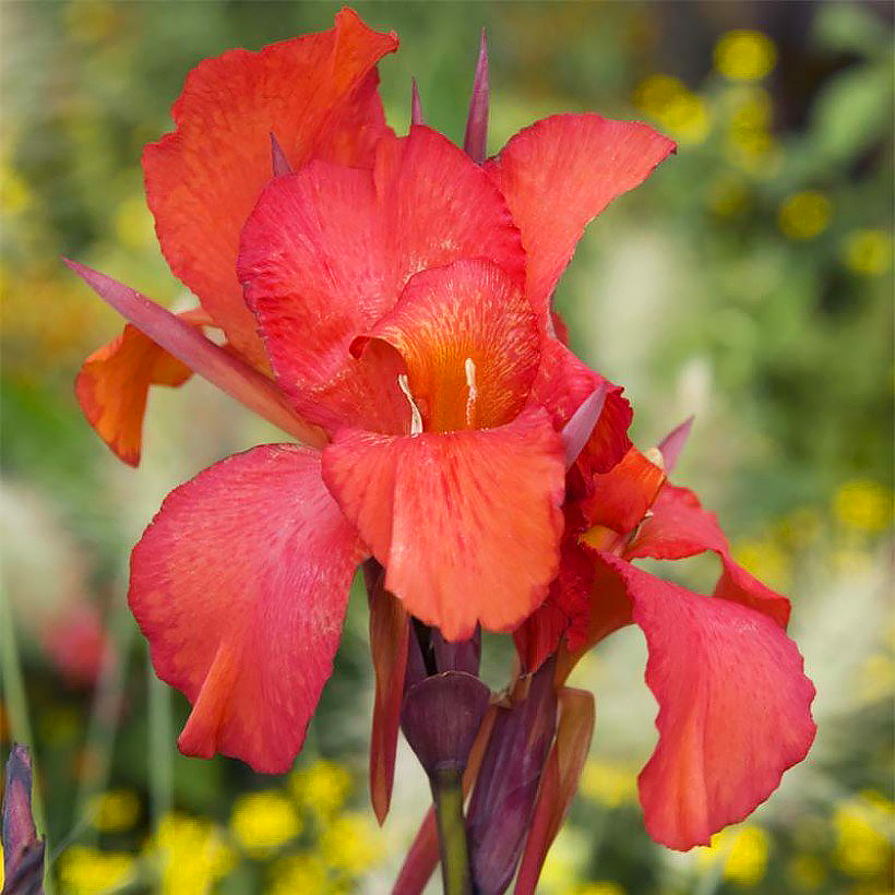 Canna - Balisiers