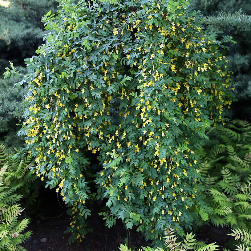 Caragana - Acacia jaune, Arbre aux pois