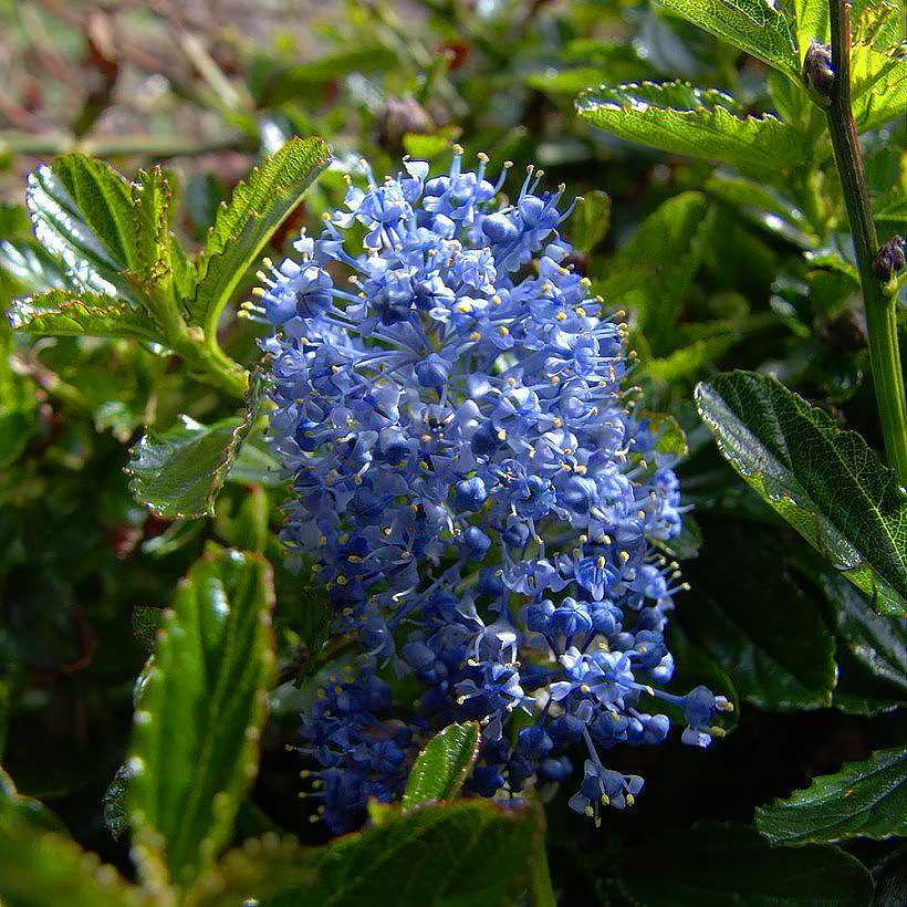 Ceanothus - Céanothes, Lilas de Californie