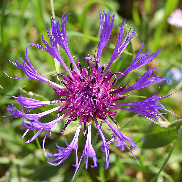 Centaurea - Centaurées