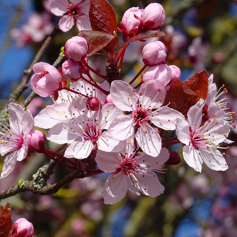 Cerisiers à fleurs - Prunus