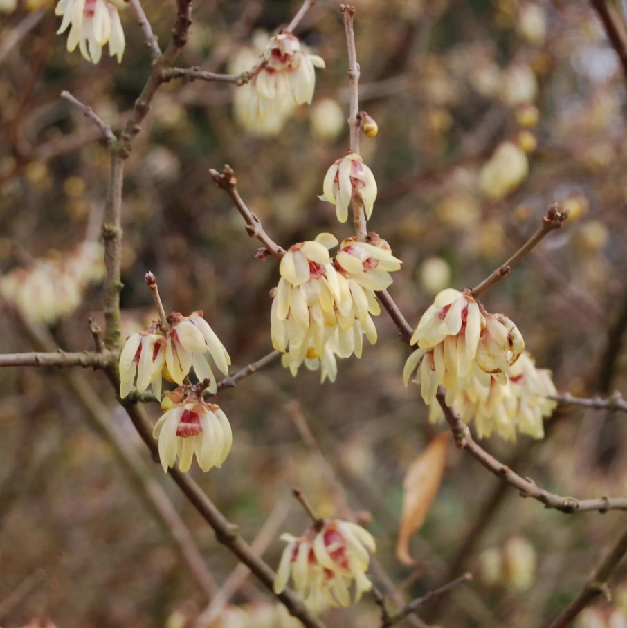 Chimonanthus - Chimonanthes